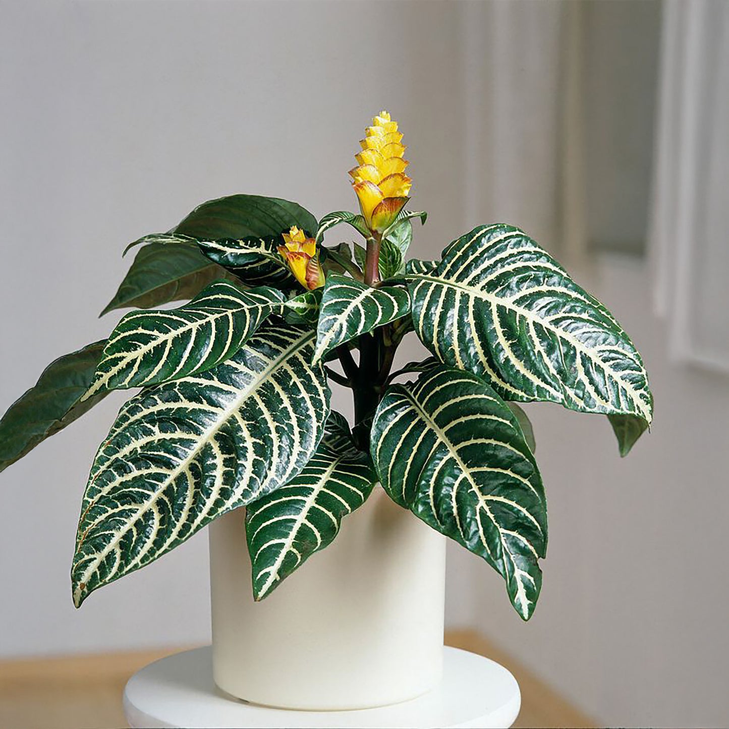 Aphelandra