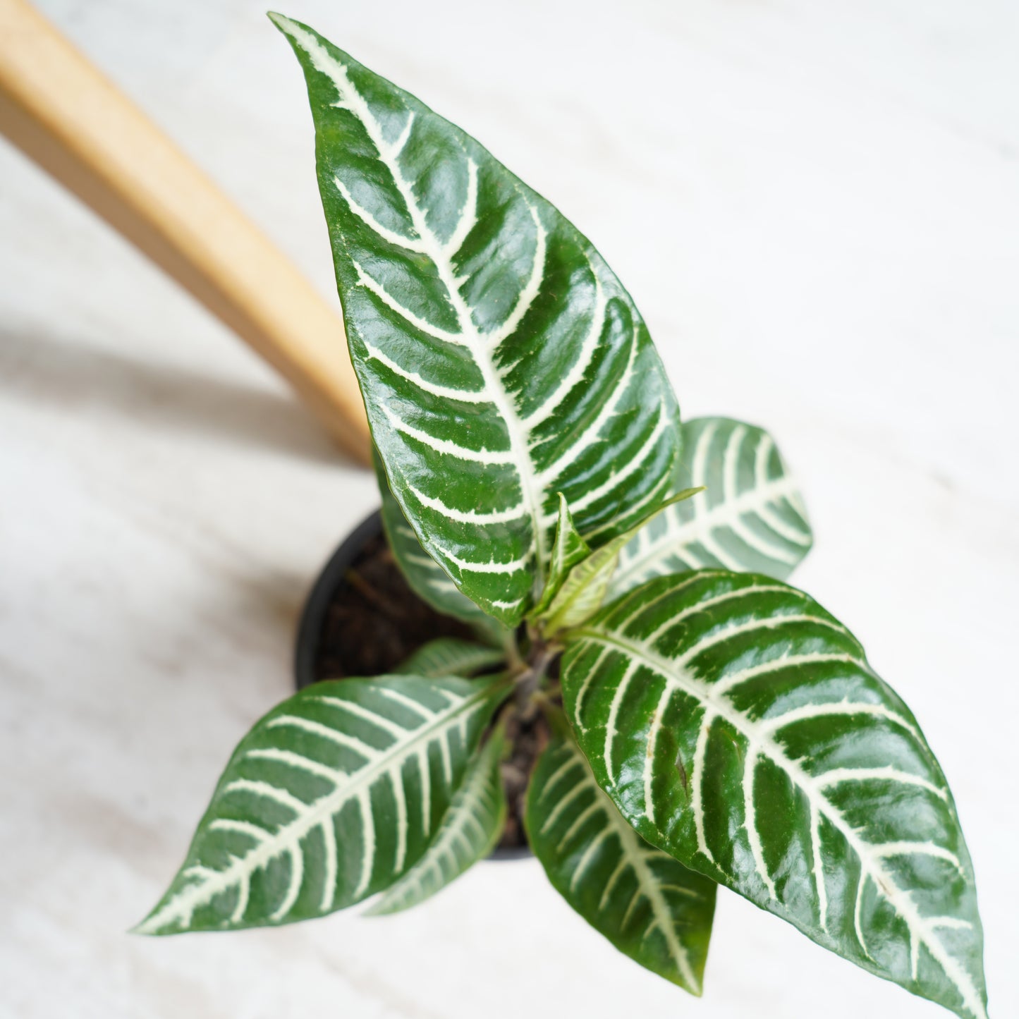 Aphelandra
