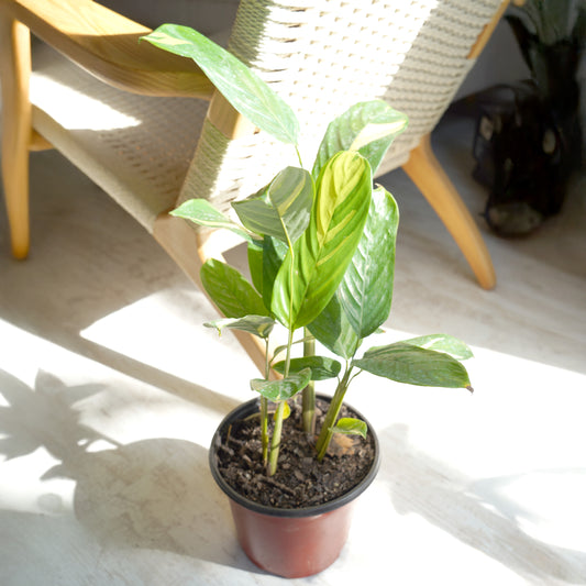 Ctenanthea Lubbersiana