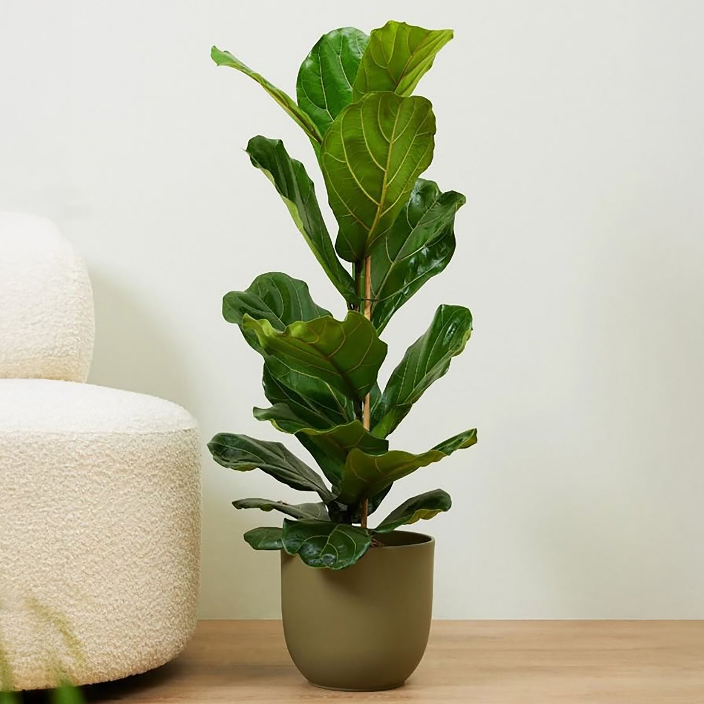 Ficus Lyrata