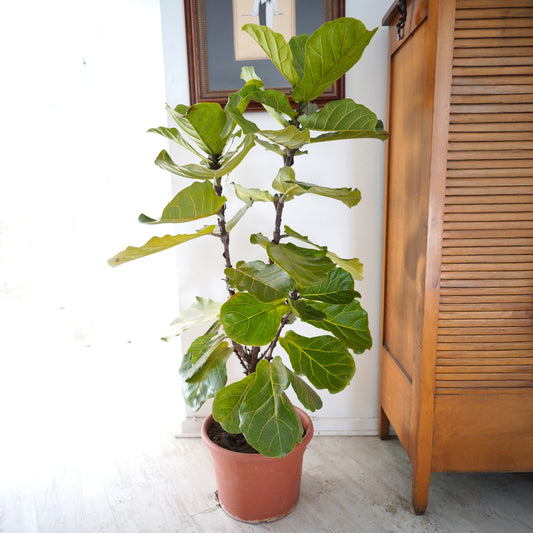 Ficus Lyrata