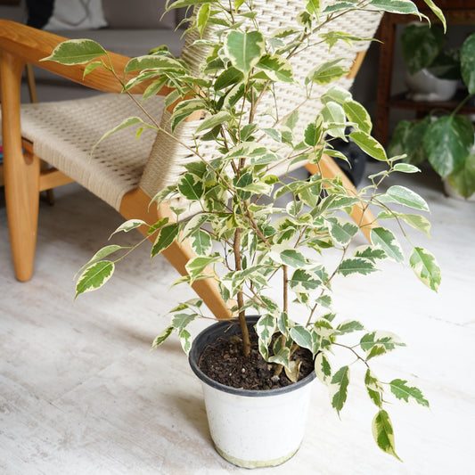 Ficus Variegado