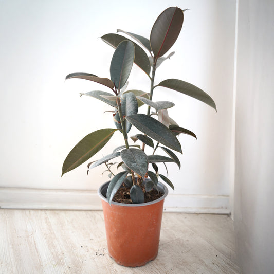 Gomero (Ficus Elástica) Burgundy