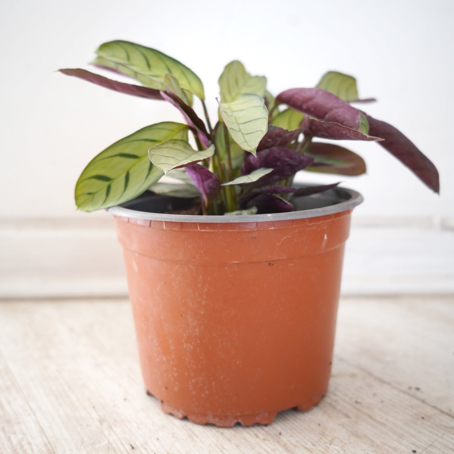 Maranta Amagris