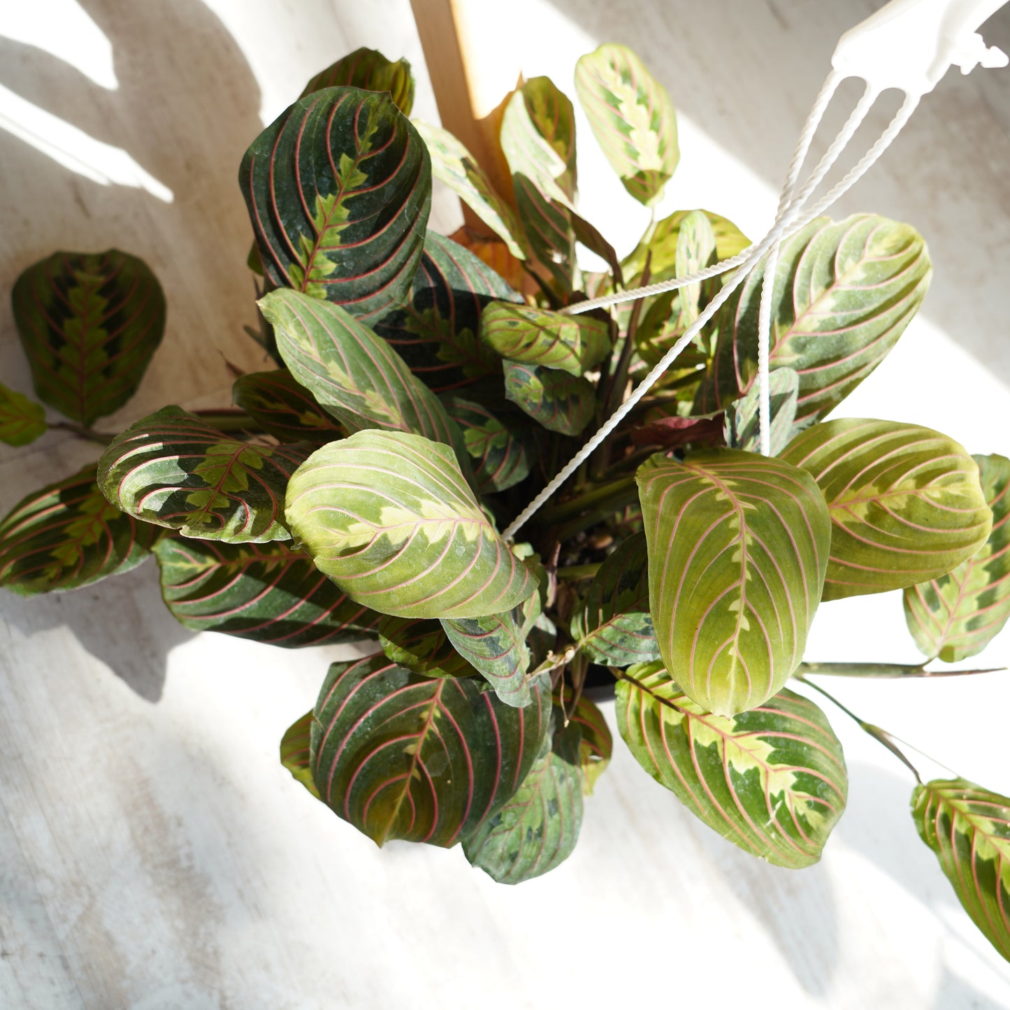 Maranta Leuconeura