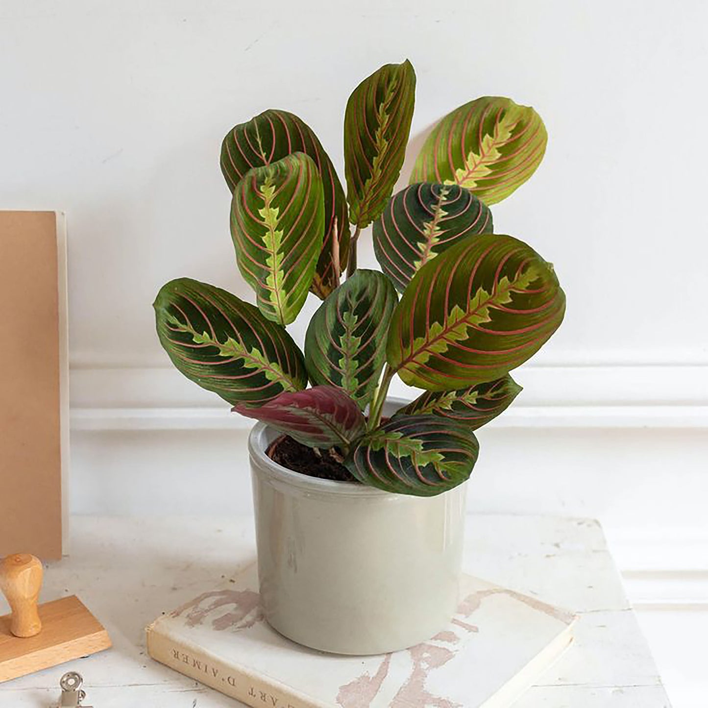 Maranta Leuconeura