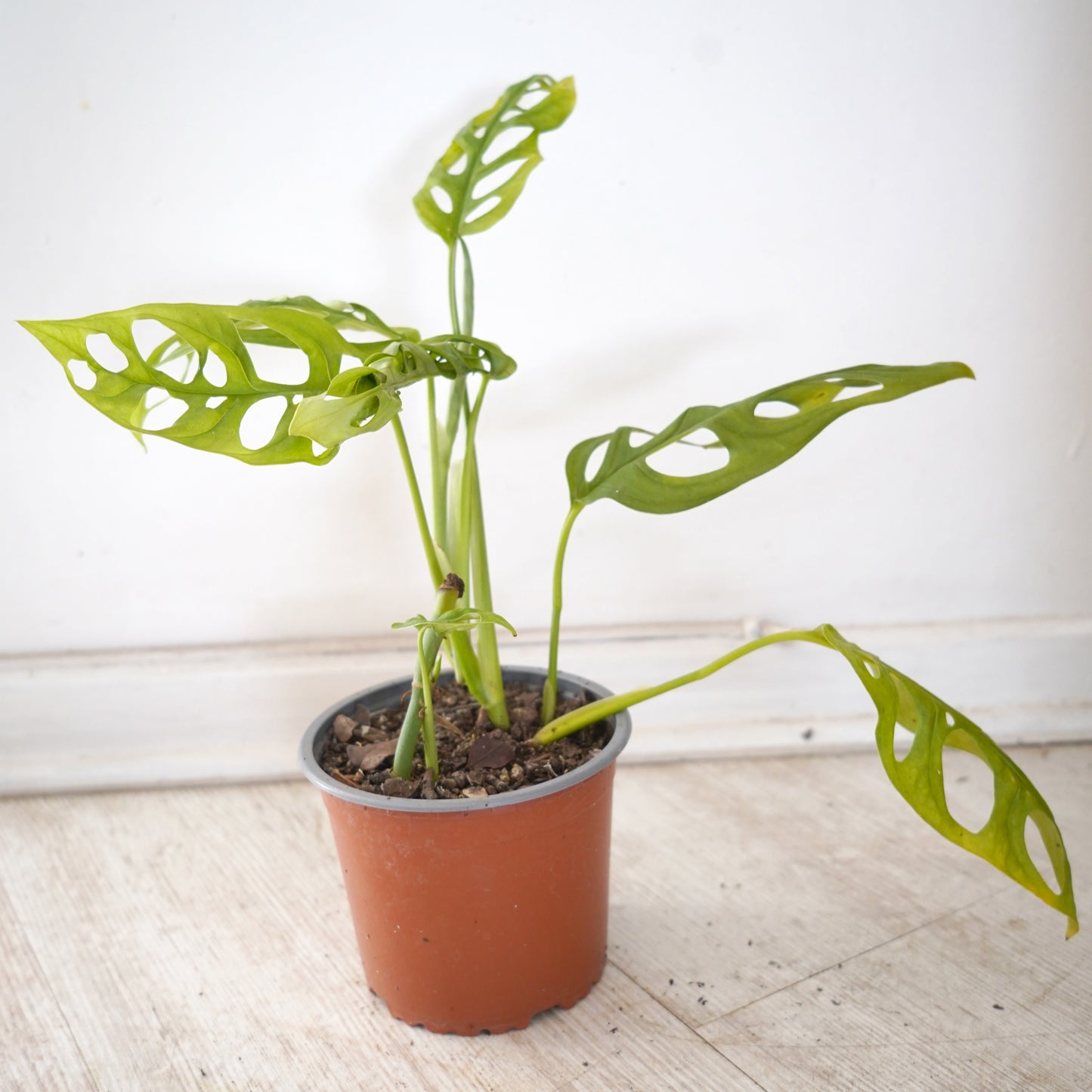 Monstera Andasonii