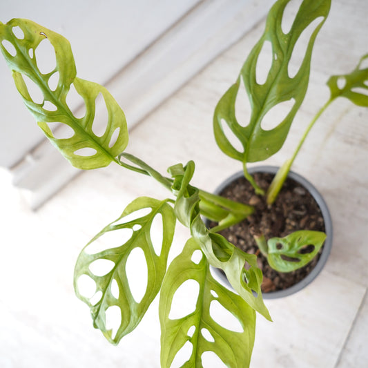 Monstera Andasonii