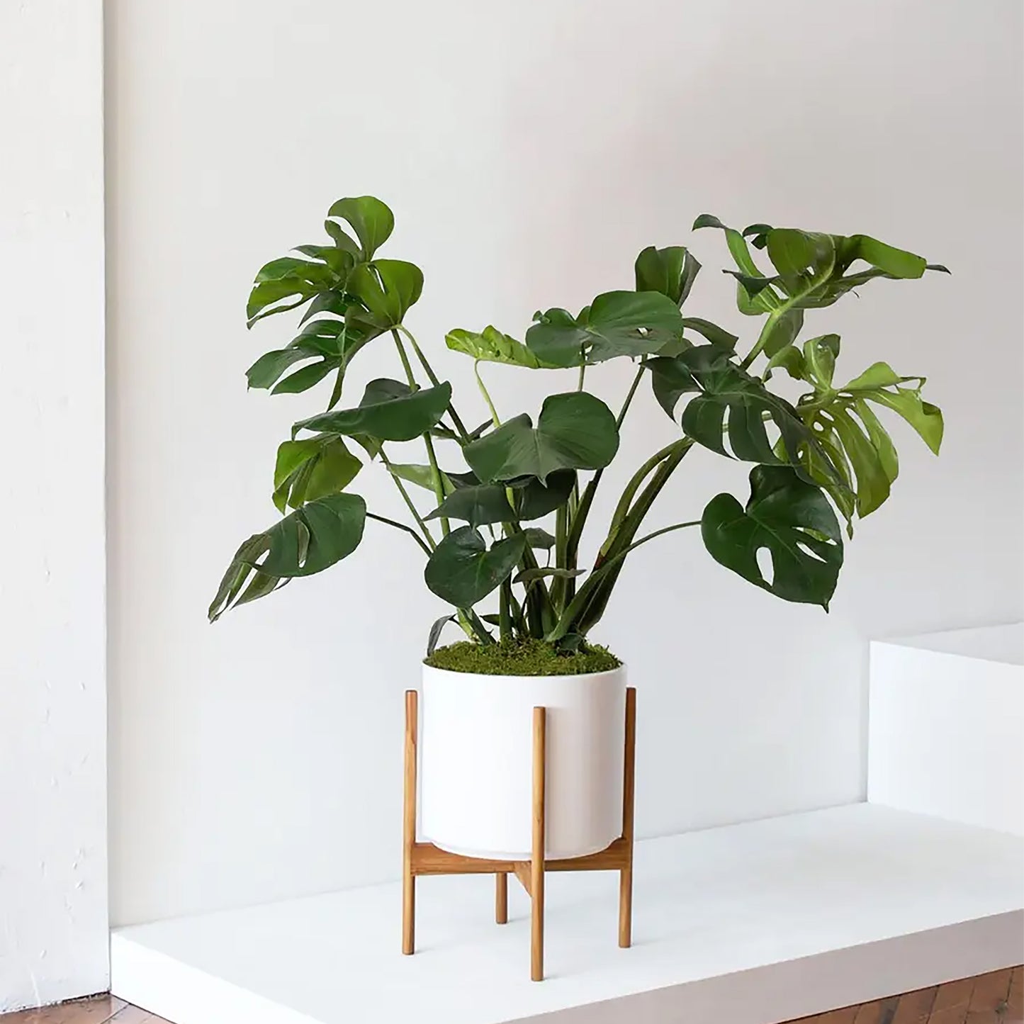 Monstera Deliciosa