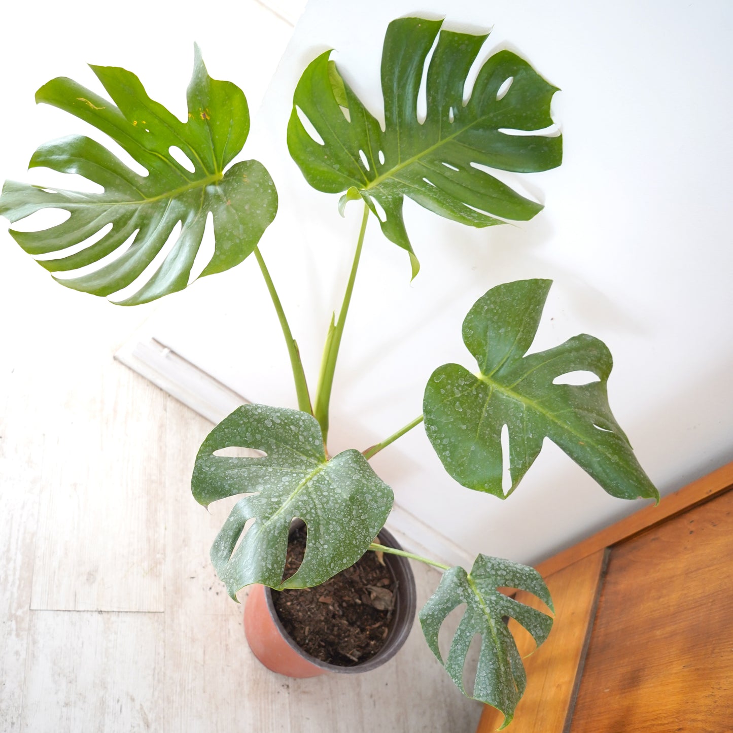 Monstera Deliciosa