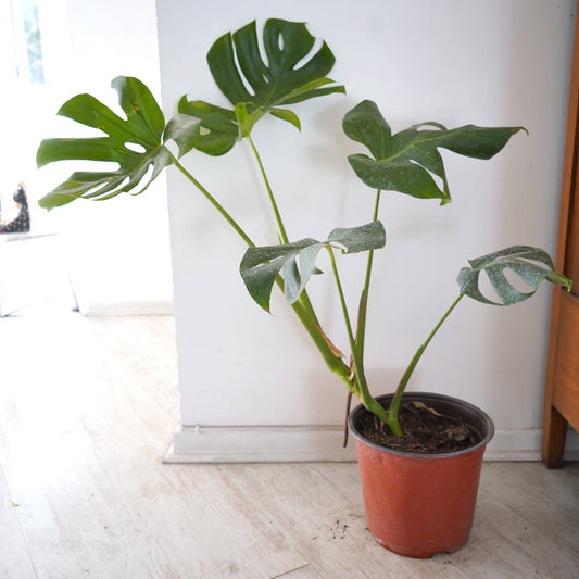Monstera Deliciosa