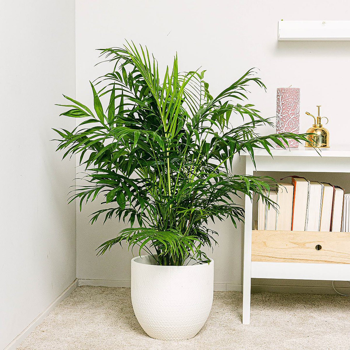 Palmera Chamaedorea