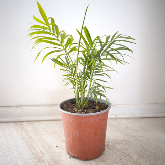 Palmera Chamaedorea