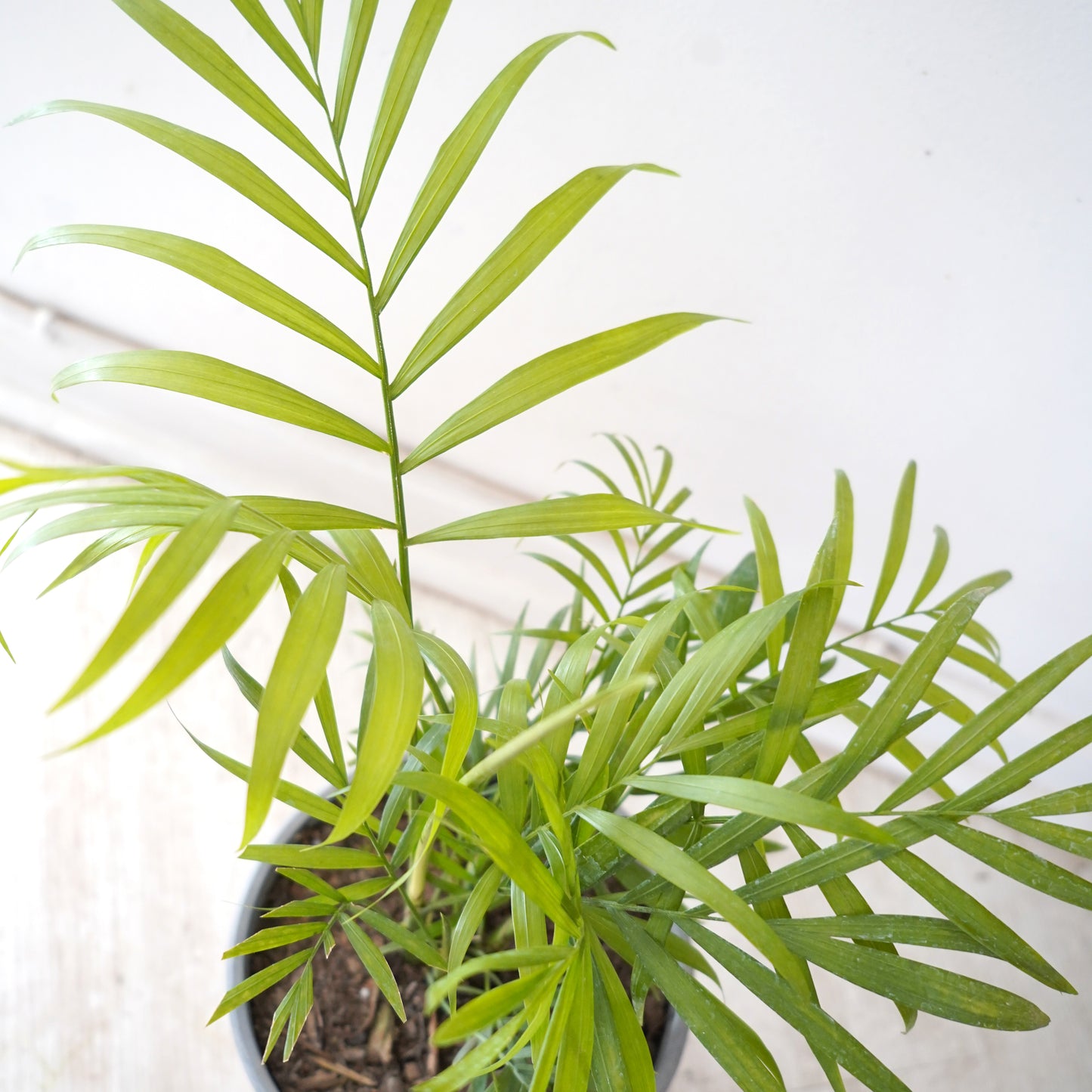 Palmera Chamaedorea
