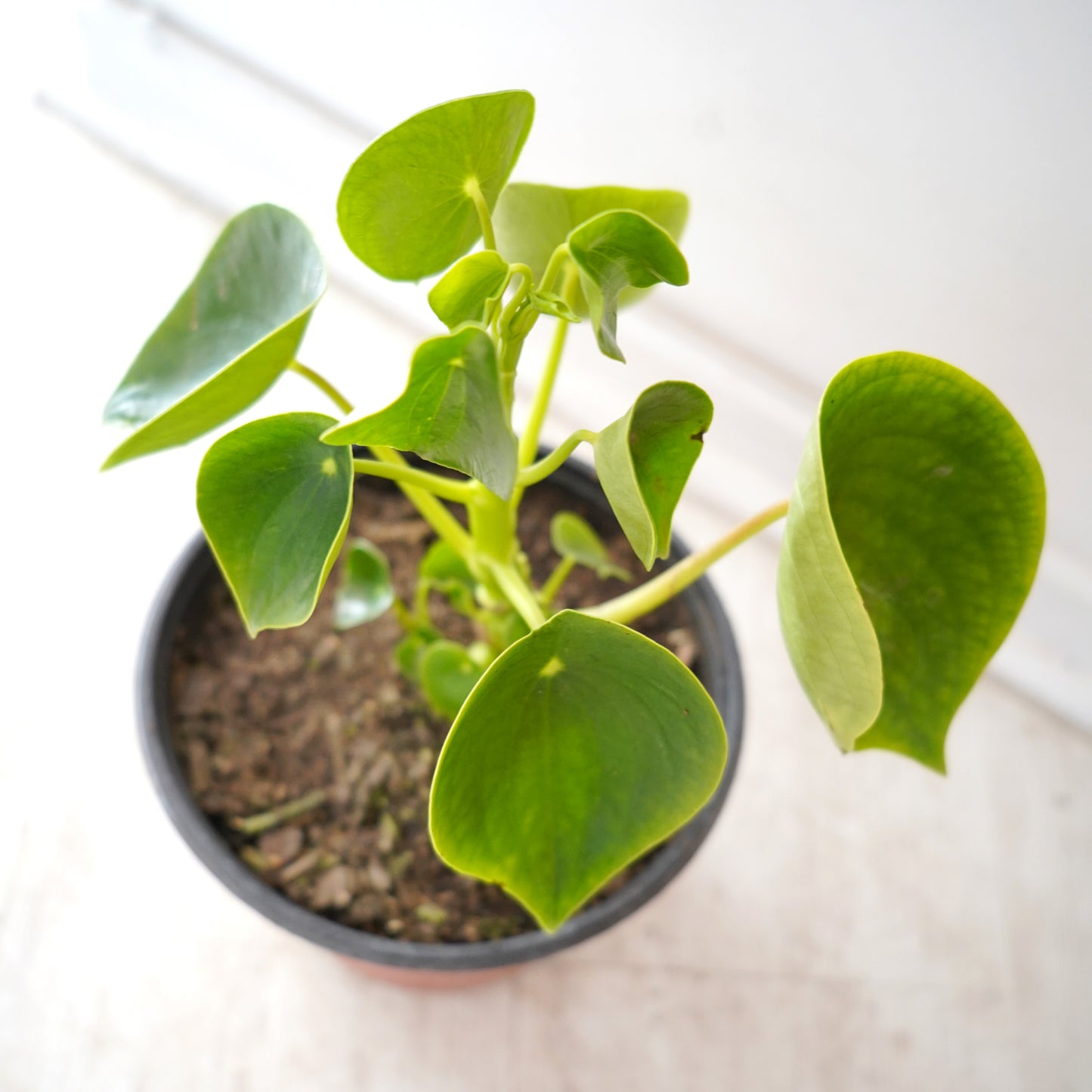 Peperomia Cucharita