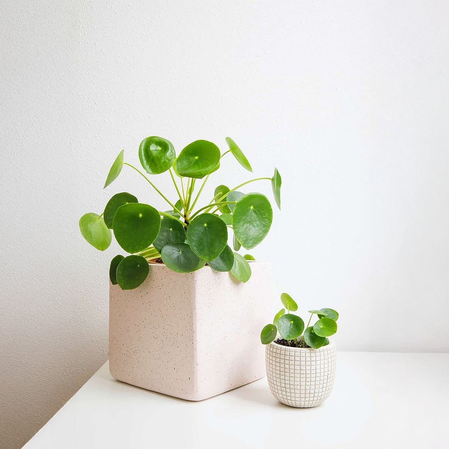 Peperomia Cucharita