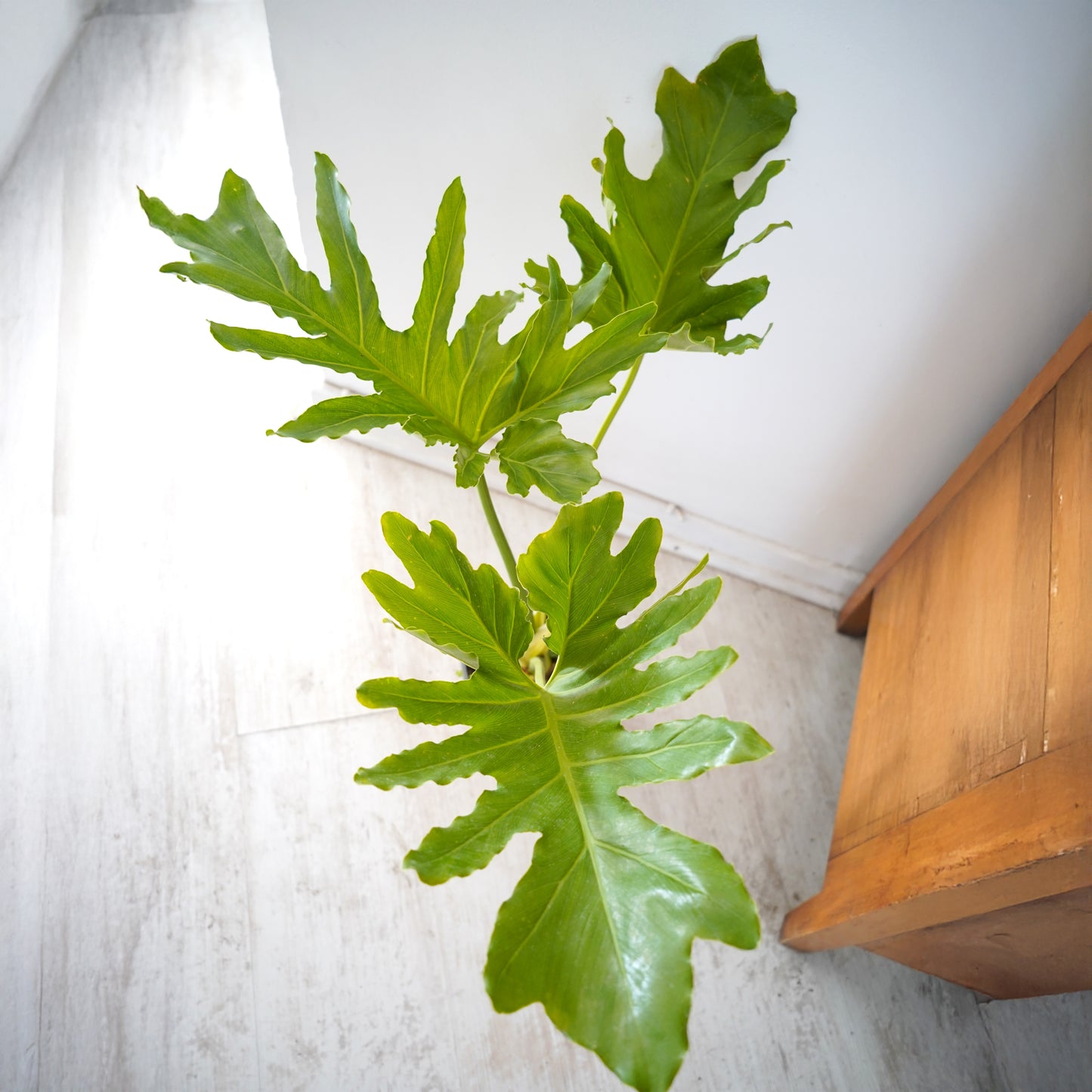 Philodendron Paraguayo