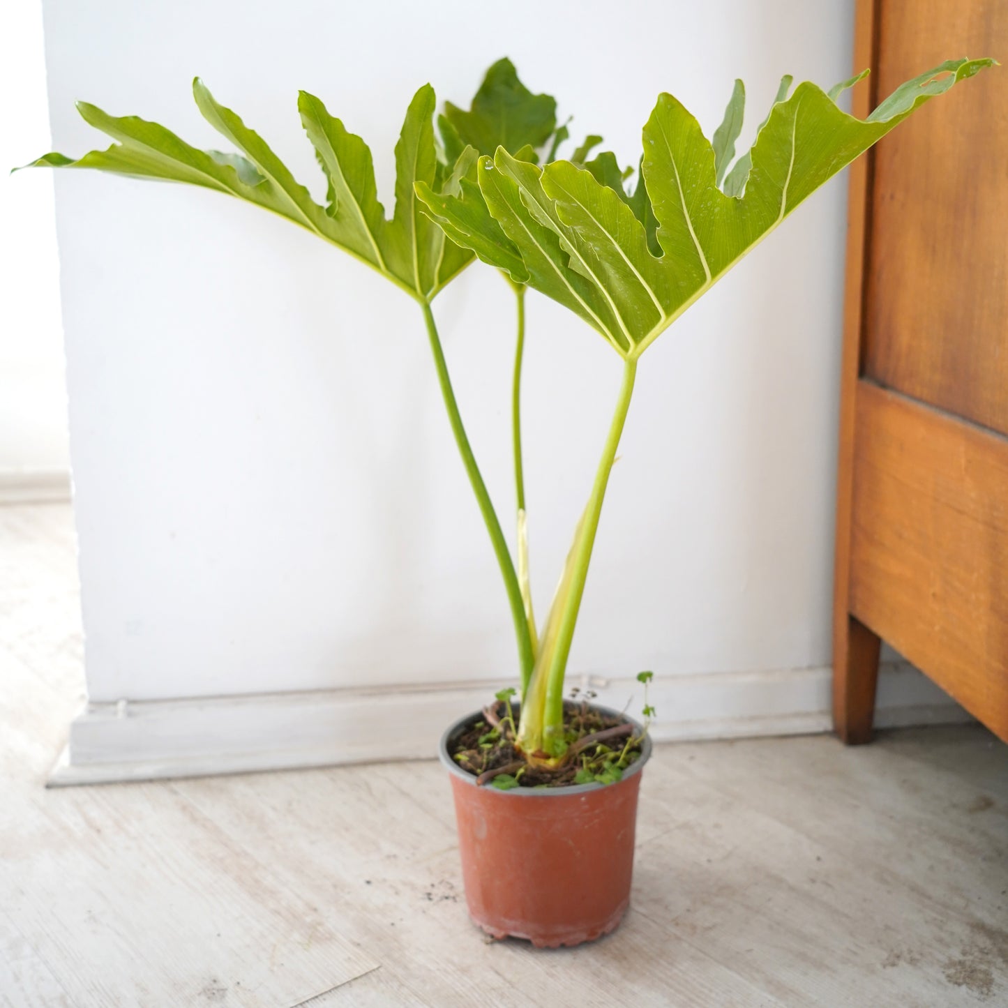 Philodendron Paraguayo