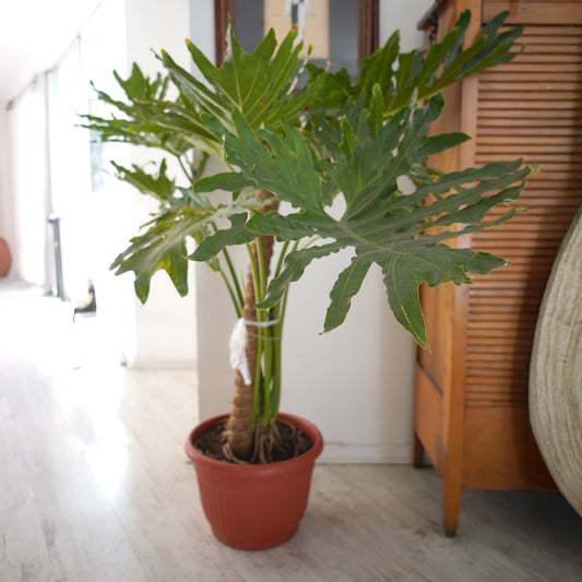 Philodendron Paraguayo