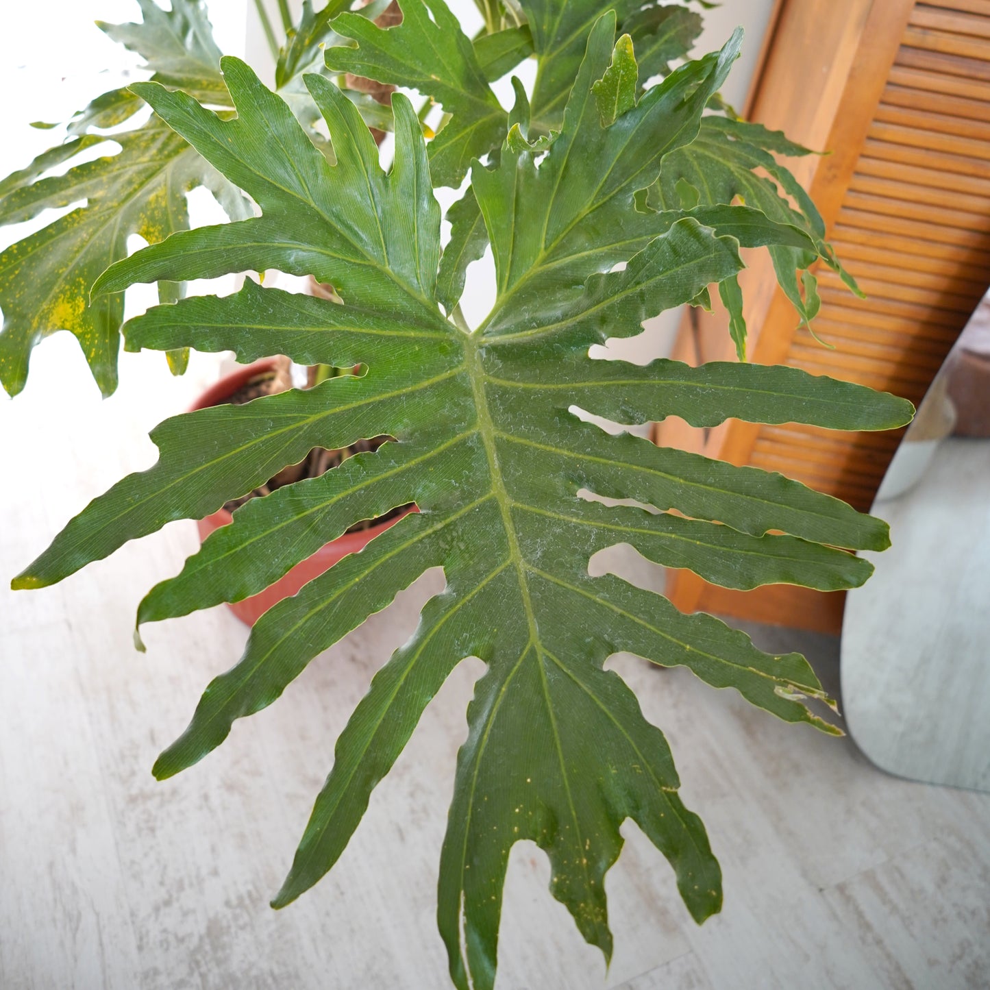 Philodendron Paraguayo