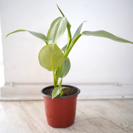 Philodendron Silver