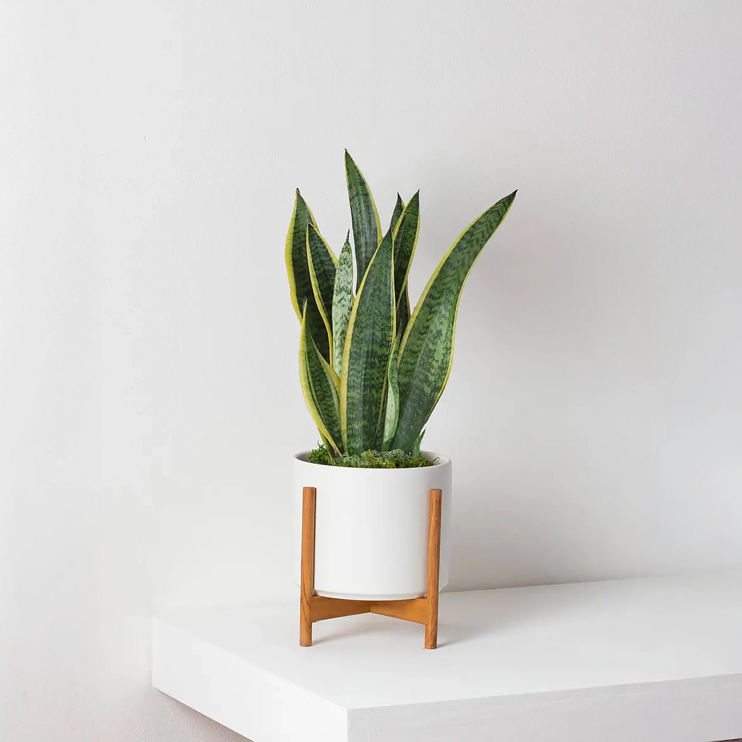 Sansevieria Lengua de Suegra