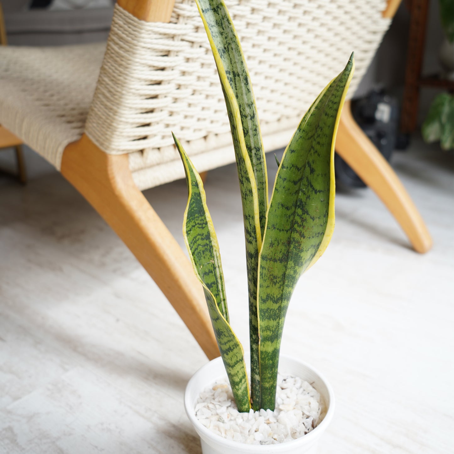 Sansevieria Lengua de Suegra