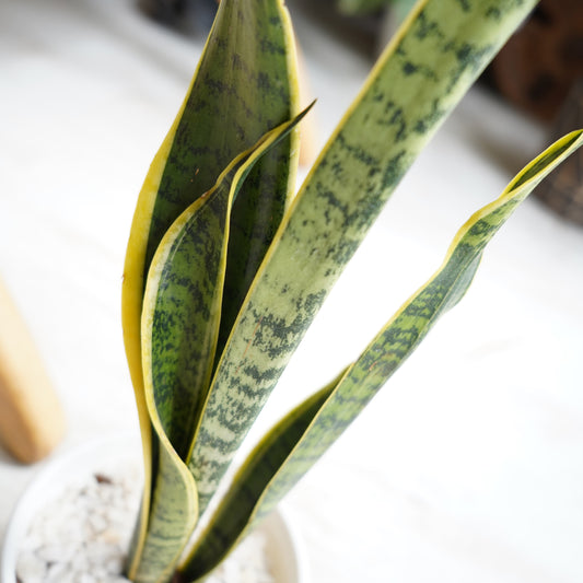 Sansevieria Lengua de Suegra
