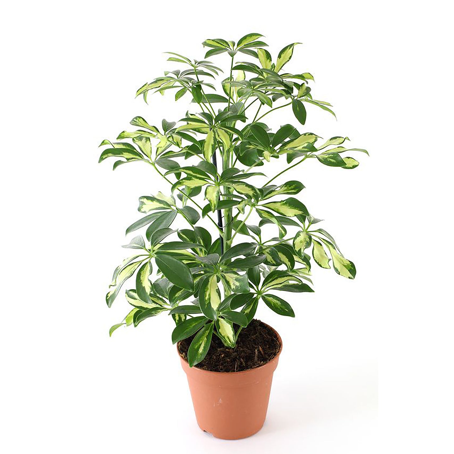 Schefflera