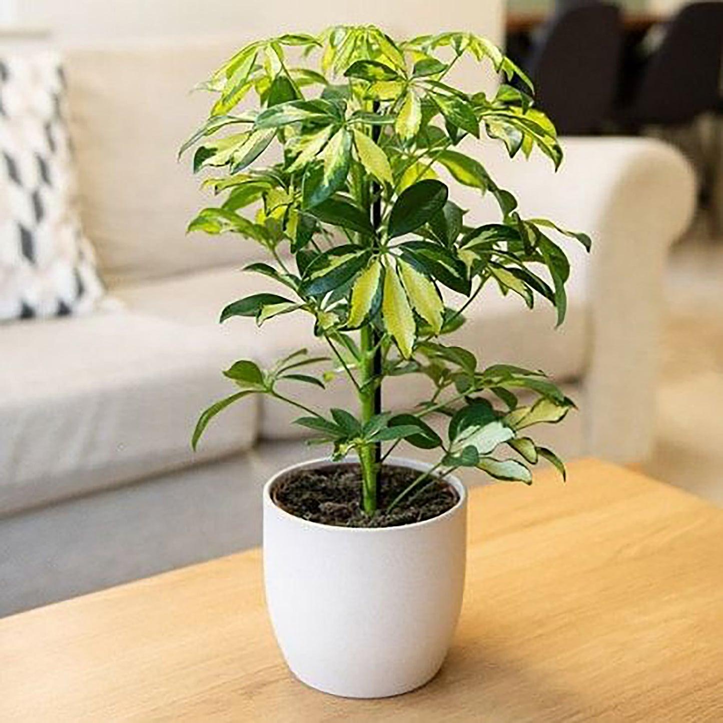 Schefflera