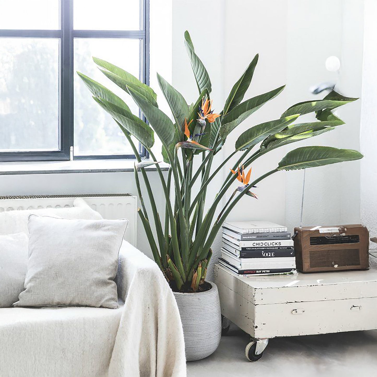 Strelitzia Reginae (Flor del Pájaro)