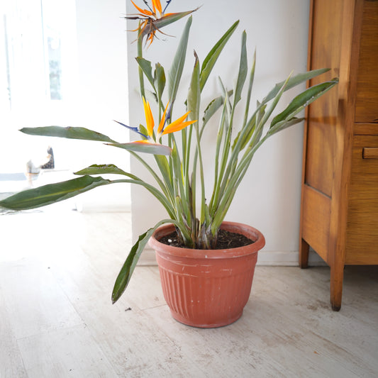 Strelitzia Reginae (Flor del Pájaro)