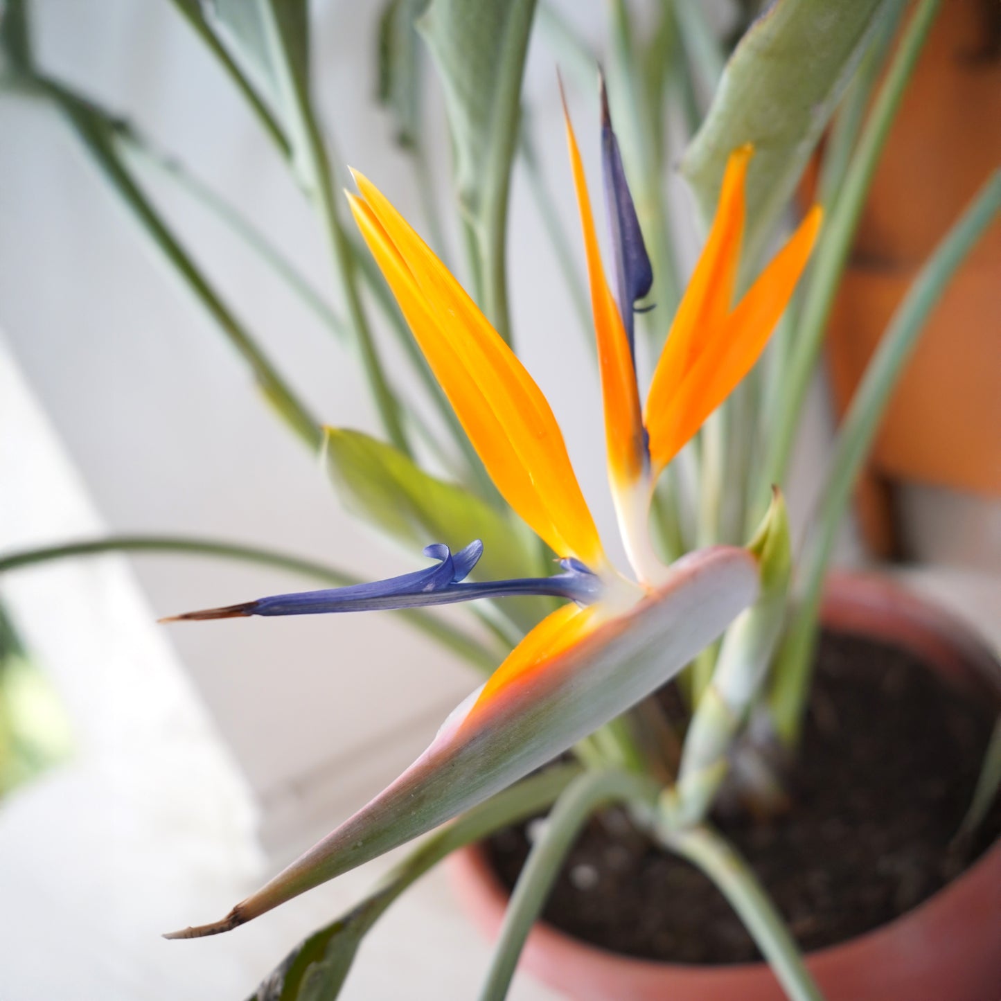 Strelitzia Reginae (Flor del Pájaro)