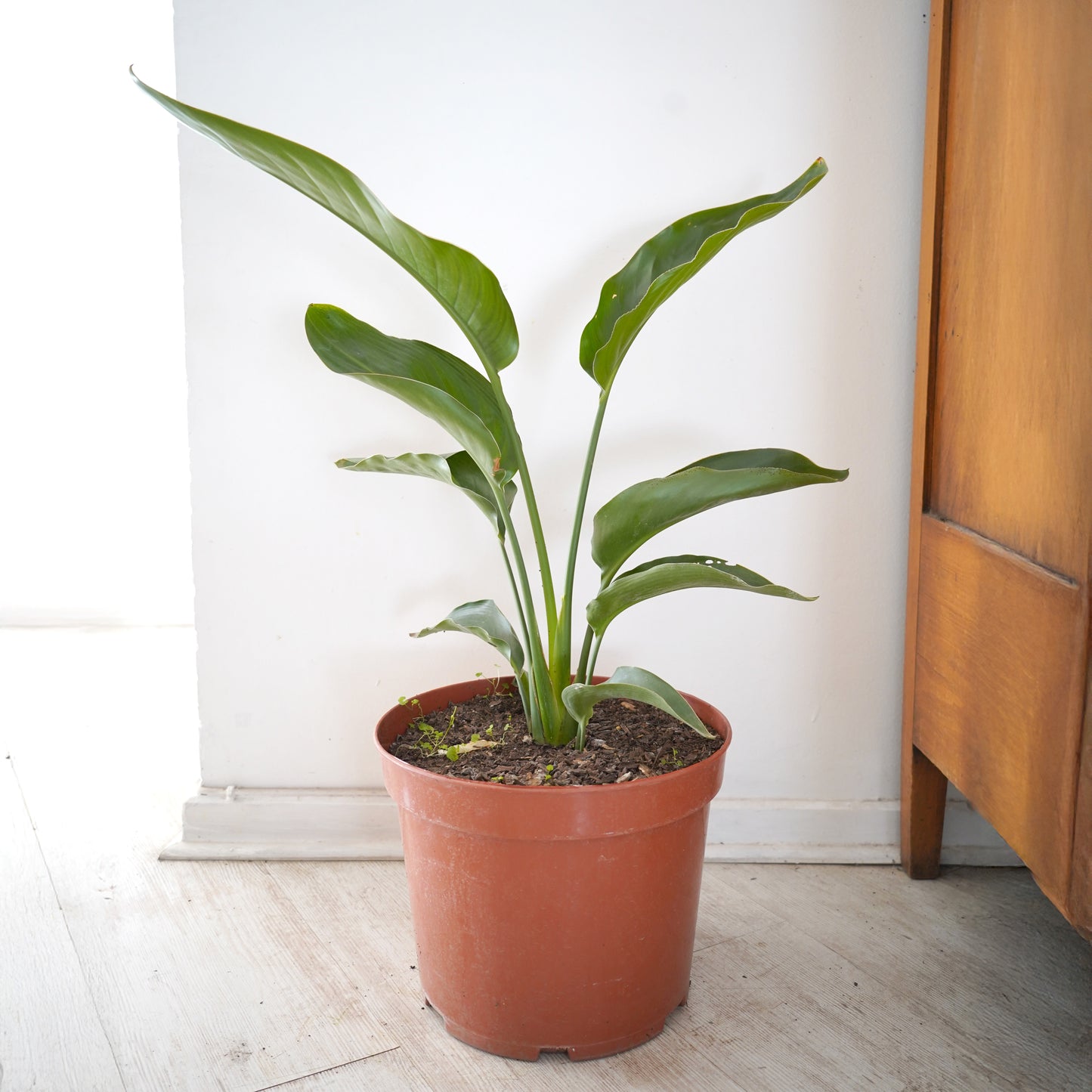Strelitzia Reginae (Flor del Pájaro)