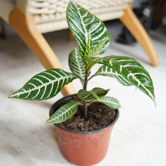 Aphelandra