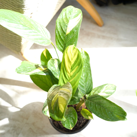 Ctenanthea Lubbersiana