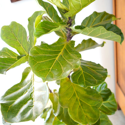 Ficus Lyrata