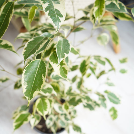 Ficus Variegado