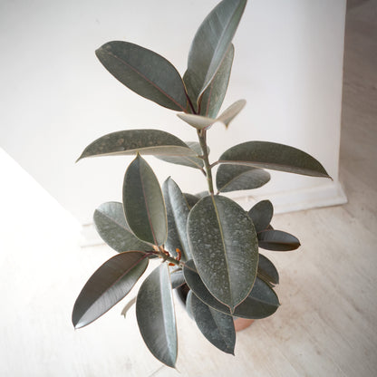 Gomero (Ficus Elástica) Burgundy