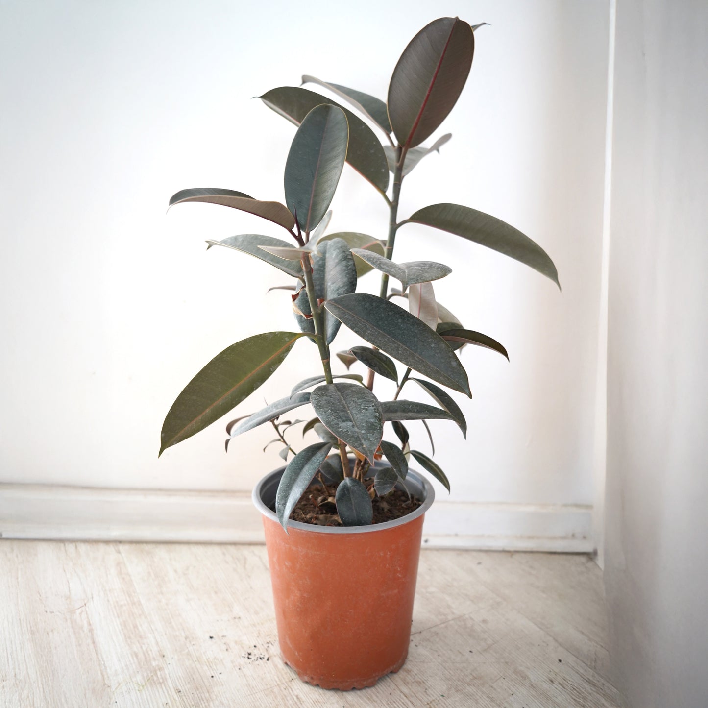 Gomero (Ficus Elástica) Burgundy