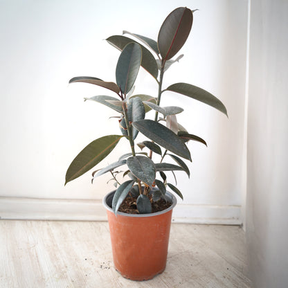 Gomero (Ficus Elástica) Burgundy