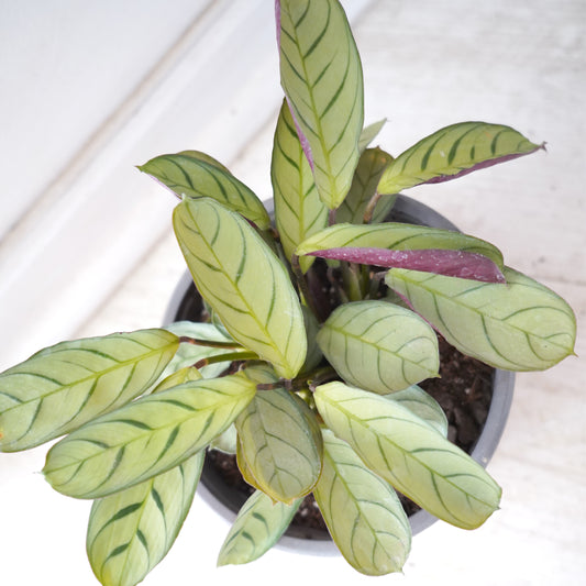 Maranta Amagris