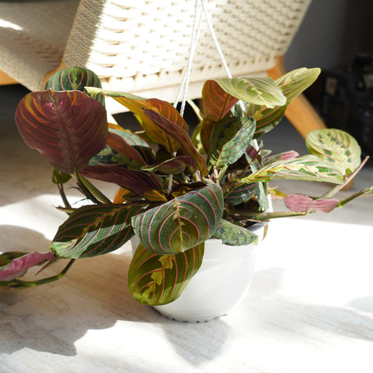 Maranta Leuconeura