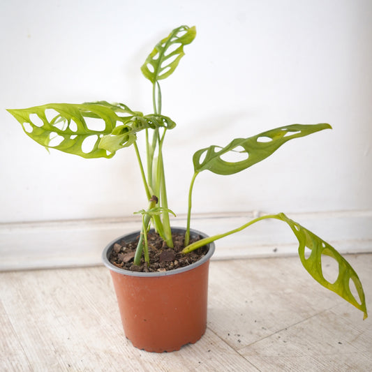 Monstera Andasonii