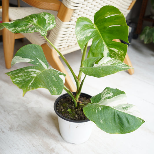Monstera Deliciosa Variegada