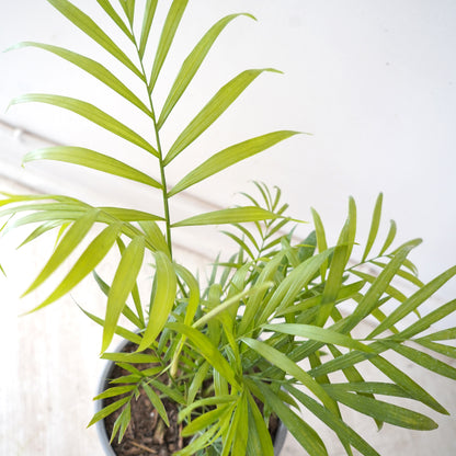 Palmera Chamaedorea