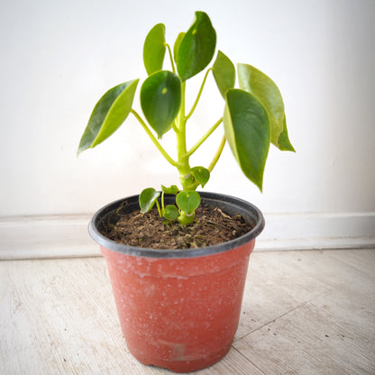 Peperomia Cucharita