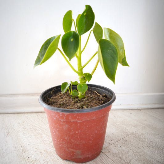 Peperomia Cucharita