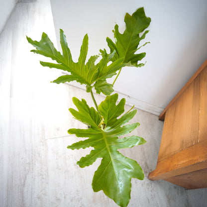 Philodendron Paraguayo