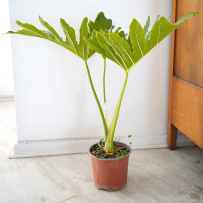 Philodendron Paraguayo